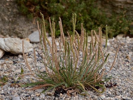 Plantain maritime, Plantago maritima, Fleurs sauvages des côtes bretonnes, Piriac, sentier des douaniers (63)