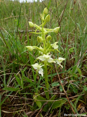 Platanthera chlorantha, Orchis verdâtre, Orchidées sauvages, Bouresse, 86  Poitou-Charentes, France, 09 mai 2013 (27)