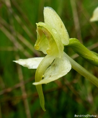 Platanthera chlorantha, Orchis verdâtre, Orchidées sauvages, Bouresse, 86  Poitou-Charentes, France, 09 mai 2013 (28)