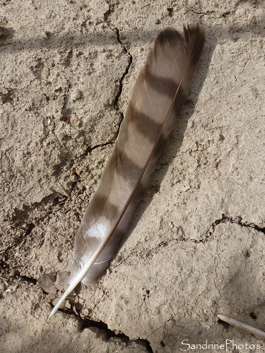 Plume d`Epervier d`Europe, Accipiter nisus, Oiseaux, Le Verger, Bouresse(1)