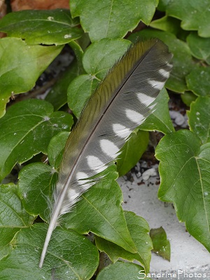 Plume de Pic vert, Pivert, Picus viridis, oiseaux des jardins, le Verger, Bouresse 86, Sud-Vienne (13)