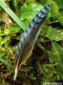 Plume de geai des chênes, oiseaux aux plumes bleues Jay`s blue feathers, birds, Jardin, Bouresse, SandrinePhotos