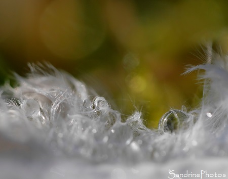 Plume mouillée, gouttes d`eau sur une plume, rain drops on a white feather, Jardin, Bouresse - Poitou-Charentes pf