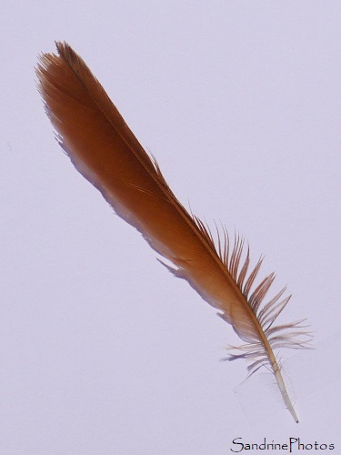 Plume rousse de Rougequeue noir, oiseaux des jardins, le Verger, Bouresse (29)