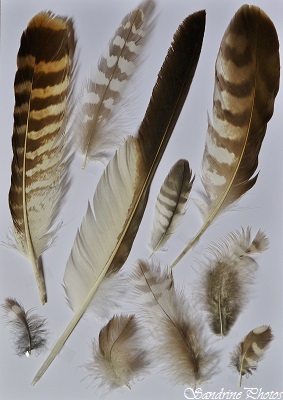 Plumes de Buse variable, Buteo buteo, rapace, Common buzzard feathers, France, SandrinePhotos