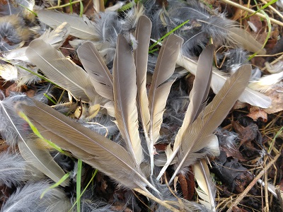 Plumes de Grive Litorne, Cha cha, Turdis pilaris, oiseaux des jardins, hiver, Bouresse, Poitou-Charentes (1)