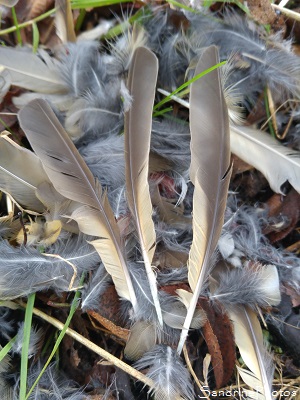 Plumes de Grive Litorne, Cha cha, Turdis pilaris, oiseaux des jardins, hiver, Bouresse, Poitou-Charentes (6)