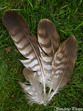 Plumes de buse variable, Buteo buteo, Buzzard feathers, Plumes des oiseaux de nos jardins et de nos campagnes, Bouresse, Poitou-Charentes, SandrinePhotos (2)