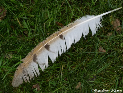 Plumes de chouette effraie, Tyto alba, Effraie des clochers, Dame blanche, Barn Owl feathers, Plumes des oiseaux de nos jardins et de nos campagnes, Bouresse, Poitou-Charentes, SandrinePhotos Esprit N
