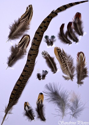 Plumes de coq faisan mâle, pheasant feathers, Bouresse, Poitou-Charentes