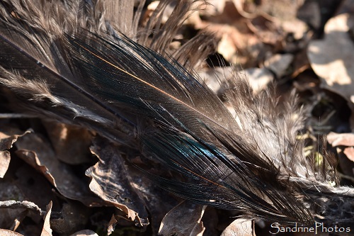 Plumes de faisan noir, ténébreux, Phasianus colchicus tenebrosus, Les Cubaux, 6 mars 2022 (50)