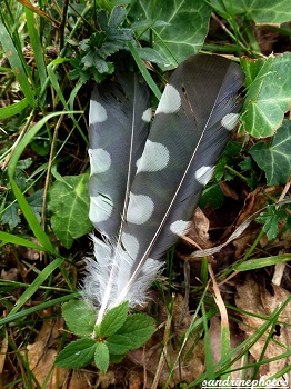 Plumes de pic épeiche Bouresse Poitou-Charentes