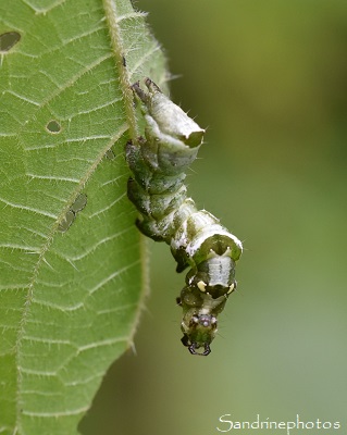 Plusie à lunettes, Noctuelle de l`ortie, Abrostola triplasia, Papillons de nuit, Plusiinae, La Planchette, Queaux (40)