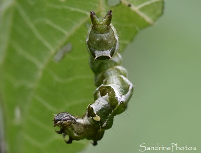 Plusie à lunettes, Noctuelle de l`ortie, Abrostola triplasia, Papillons de nuit, Plusiinae, La Planchette, Queaux (41)