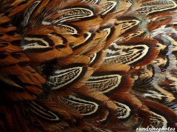 plumes de faisan Bouresse Poitou-Charentes