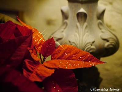 Poinsettia, Euphorbe écarlate, Euphorbia pulcherrima, Feuilles rouges brillantes de paillettes pour les fêtes de Noël 2014, Plante d`intérieur, décoration, pied de lampe stylisé.