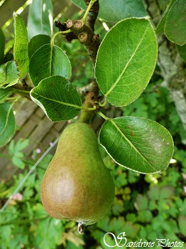 Poire William, pear, fruit, arbres fruitiers, fruit trees, Bouresse, Poitou-Charentes
