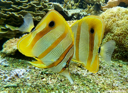 Poissons tropicaux Océanopolis de Brest Juillet 2012 (110)