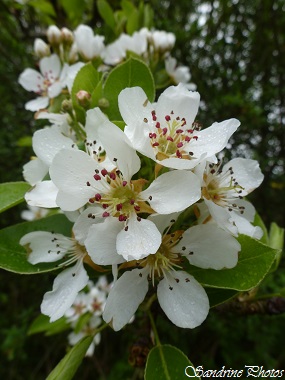 poirier sauvage, wild peartree, arbres fruitiers, fuit trees, Bouresse, Poitou-Charentes, France(1)