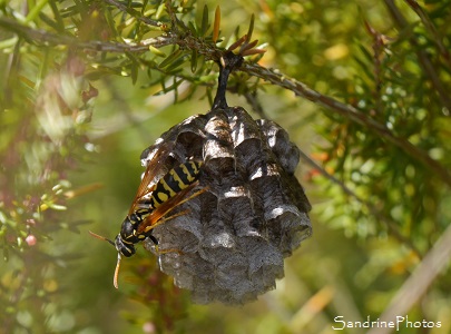 Poliste nimpha, Polistes nimpha, Nid de guêpes polistes sur Bruyère à balai, Les landes de Sainte Marie-Saulgé, 86 (Vienne et Gartempe) SandrinePhotos (10)