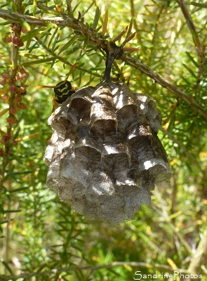 Poliste nimpha, Polistes nimpha, Nid de guêpes polistes sur Bruyère à balai, Les landes de Sainte Marie-Saulgé, 86 (Vienne et Gartempe) SandrinePhotos (8)