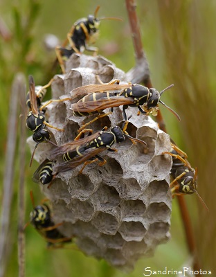 Poliste nimpha, Polistes nimpha, Nid de guêpes polistes sur Bruyère à balai, Les landes de Sainte Marie-Saulgé, 86 (Vienne et Gartempe) SandrinePhotos (9)