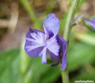 Polygale Commun Polygala vulgaris fleurs sauvages violettes la Croix Curé Bouresse Poitou-Charentes