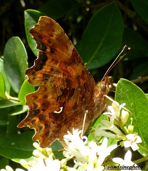 Polygonia c-album Le gamma 13 juin 2012 Bouresse Poitou-Charentes (1)