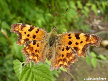 Polygonia c-album, Robert le Diable, Robert the Devil, Butterfly, Papillon de jour Bouresse Poitou-Charentes France 4 aot 2012 (54)