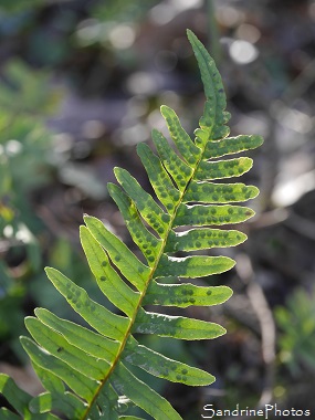 Polypode commun, Polypodium vulgare, Réglisse des bois, Fougères, Sur les pas de Radegonde - Chemin de randonnées-Bouresse-Verrières Poitou-Charentes (2)