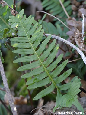 Polypode commun, Polypodium vulgare, Réglisse des bois, Fougères, Sur les pas de Radegonde - Chemin de randonnées-Bouresse-Verrières Poitou-Charentes (3)