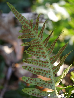 Polypode commun, Polypodium vulgare, Réglisse des bois, Fougères, Sur les pas de Radegonde - Chemin de randonnées-Bouresse-Verrières Poitou-Charentes (4)