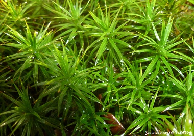 Polytrichastrum formosum, Polytric élégant, mousse des forêts sols acides Bouresse Poitou-Charentes (1)