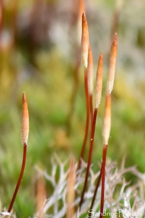 Polytrichum piliferum, Bryophytes, Mousse fleurie, Entre Les Mas et le Pavillon, Sur les Bords de Vienne, face à la Planchette, Persac 86 (2)