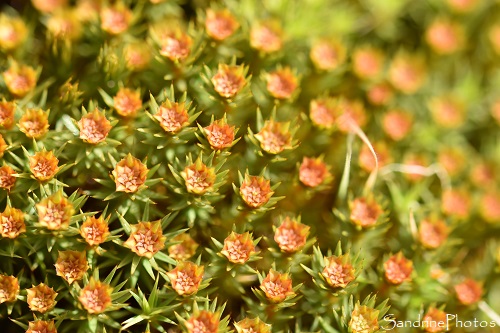 Polytrichum piliferum, Bryophytes, Mousse fleurie, Entre Les Mas et le Pavillon, Sur les Bords de Vienne, face à la Planchette, Persac 86 (4)