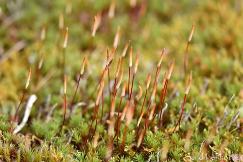 Polytrichum piliferum, Mousse fleurie, Bryophytes, Entre Les Mas et le pavillon, Bords de Vienne face à la Planchette, Persac (10)