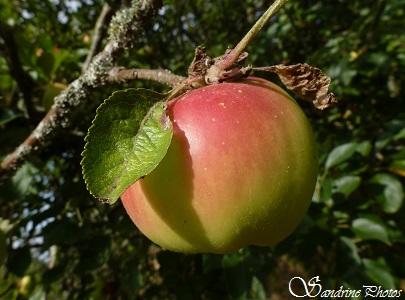 Pomme, apple tree, Pommier, arbres fruitiers, Bouresse, Poitou-Charentes