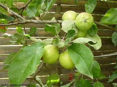 Pommier Golden Arbre fruitier, Bouresse