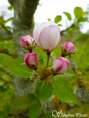 pommier sauvage, wild apple tree, arbres fruitiers, fruit trees, Bouresse, Poitou-Charentes, France, SandrinePhotos