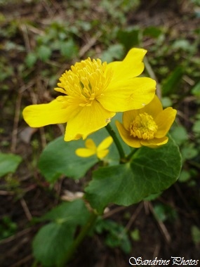 Populage des marais, Caltha palustris, Fleur sauvage jaune sur terrain très humide, Renonculacées, Yellow wild flower on very wet ground, Bouresse, Poitou-Charentes, France