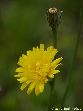 Porcelle enracinée, Salade de porc, Hypochaeris radicata, Grande fleur jaune, feuilles rugueuses et velues, Le Verger, Bouresse, A-L-Poitou-Charentes (10)