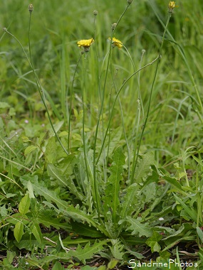 Porcelle enracinée, Salade de porc, Hypochaeris radicata Grande fleur jaune, feuilles velues 86(2)