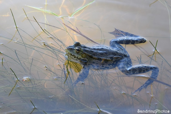 Portrait de Grenouilles vertes de la mare de la Croix Curé, Bouresse (88).jpg