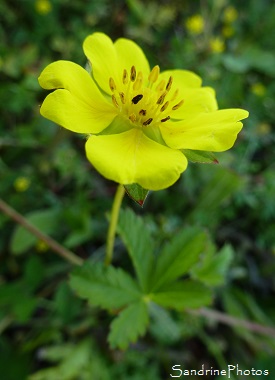 Potentille rampante, Potentilla repens, fleurs jaunes sauvages, jardin, Le Verger, Bouresse, Région Aquitaine limousin Poitou-Charentes (6)