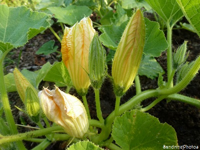 Potiron en fleur, Pumpkin in flower, Un petit tour au potager, in the vegetable garden, Bouresse, Poitou-Charentes, 12 juillet 2013 (3)