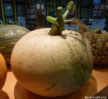 Potiron jaune gros de Paris, Jean Rolland, Les Mornes de Queaux, 86150 Queaux, Vienne, Poitou-Charentes