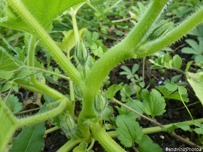 Potirons, de la graine au légume, Pumpkins, un petit tour dans le potager, légumes de saison, growing vegetables in the garden, Bouresse, Poitou-Charentes 2013 (28)