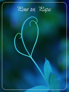 Pour toi papa, Amour, tristesse, Vrille de vesce cultivée en forme de coeur, Wild flower with a heart shape, Love, Sadness, Bouresse, Poitou-Charentes