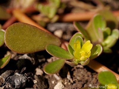 Pourpier maraîcher, Porcellane, Portulaca oleracea, Fleurs sauvages jaunes, Bouresse, le Verger (11)