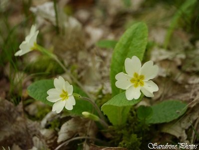 Primevère acaule, Primula vulgaris, fleurs sauvages jaune pâle, Light yellow wild flowers,sous-bois, Poitou-Charentes (4)
